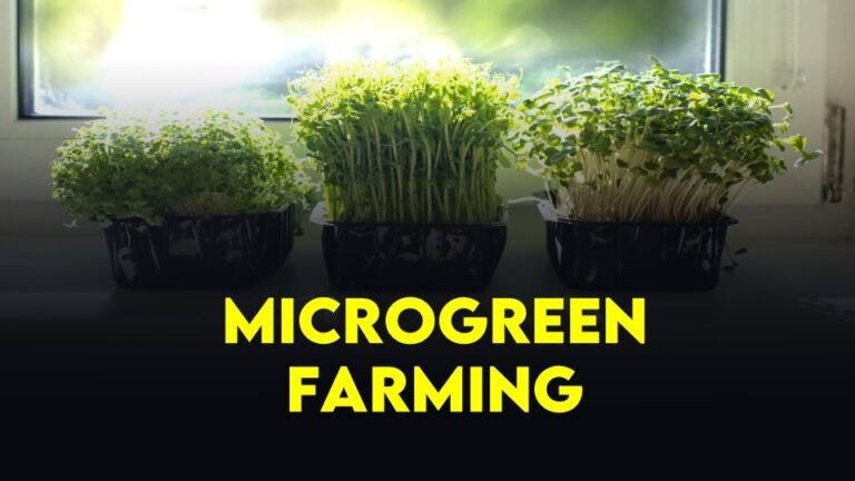 Microgreen Farming