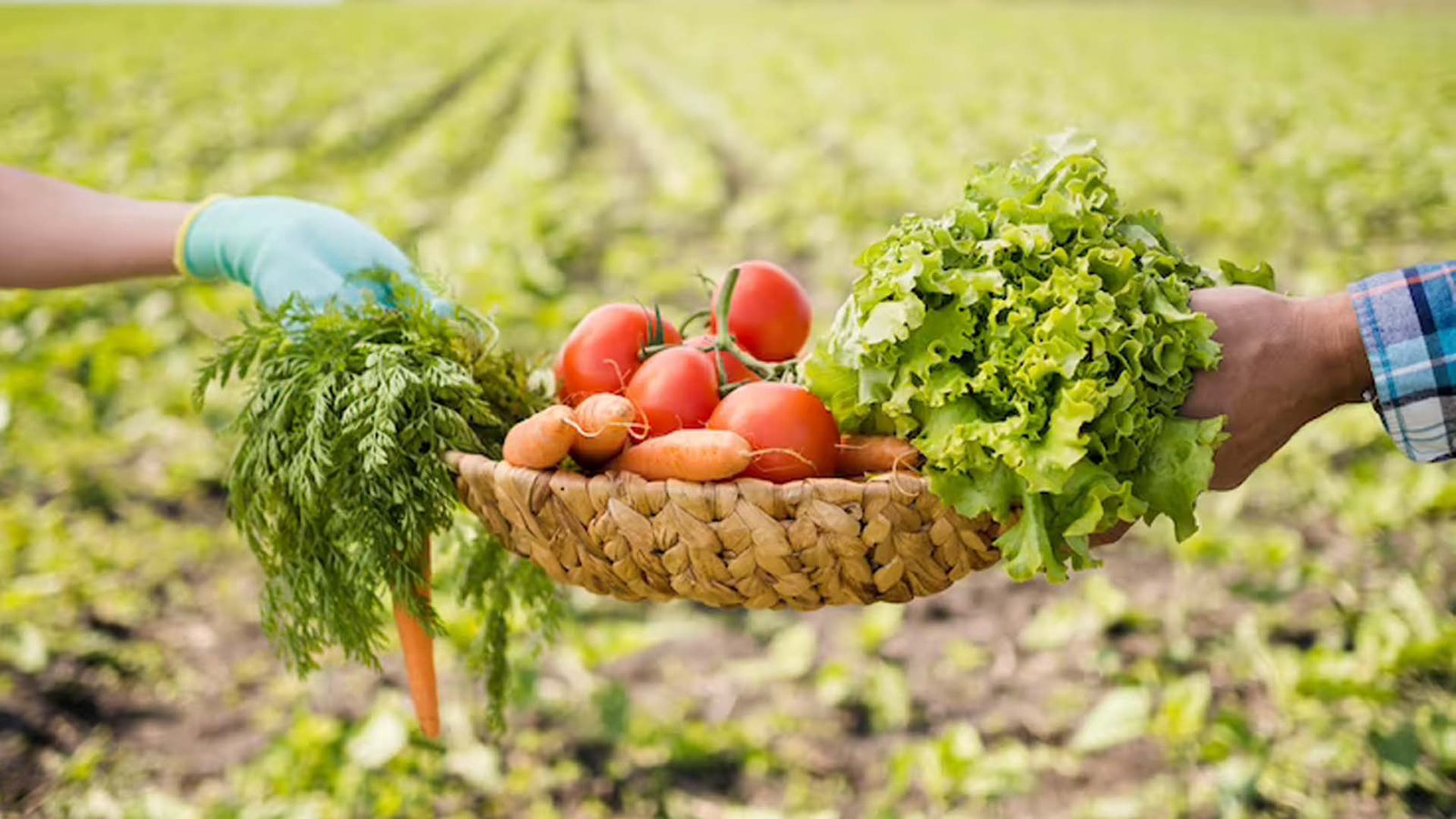 Natural Farming VS Organic Farming 100 Complete Comparison