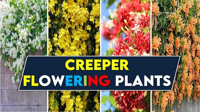 creeper Flowering Plants