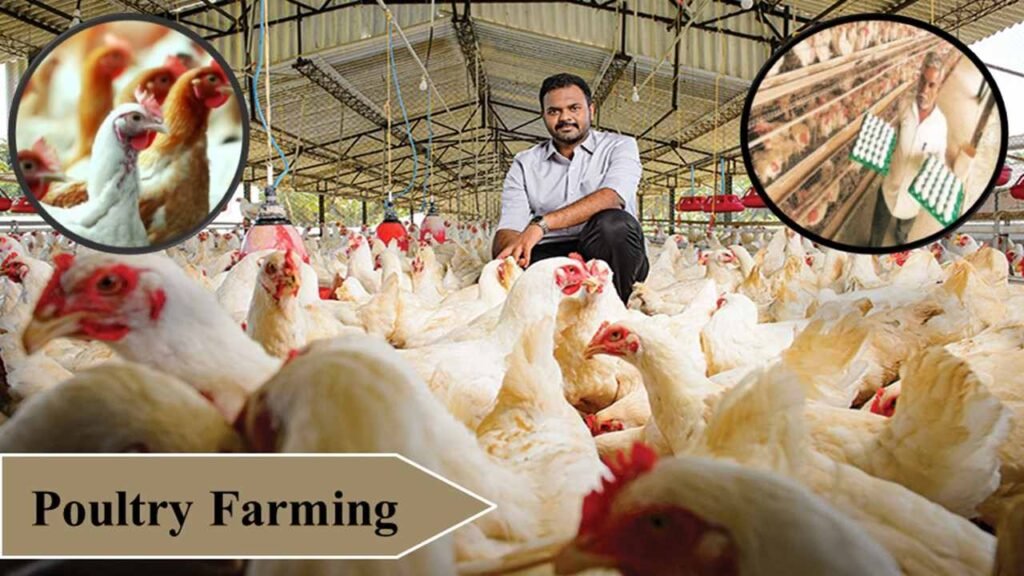 top 15 farming in India-3)Poultry farming