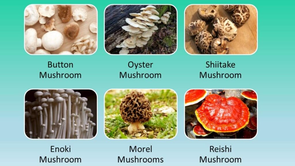 types of mushroom in India