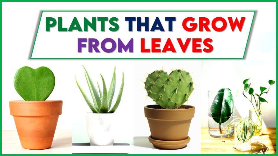 Plants that Grow from Leaves
