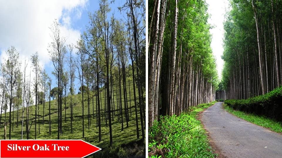 Fast Growing Trees in India