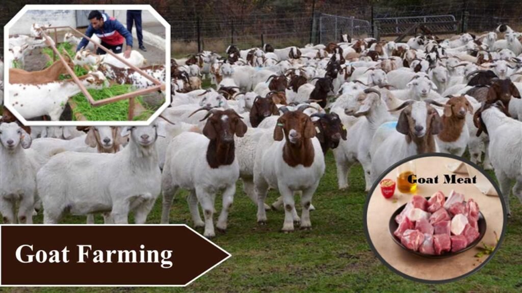top 15 most profitable farming in India-4)Goat farming 