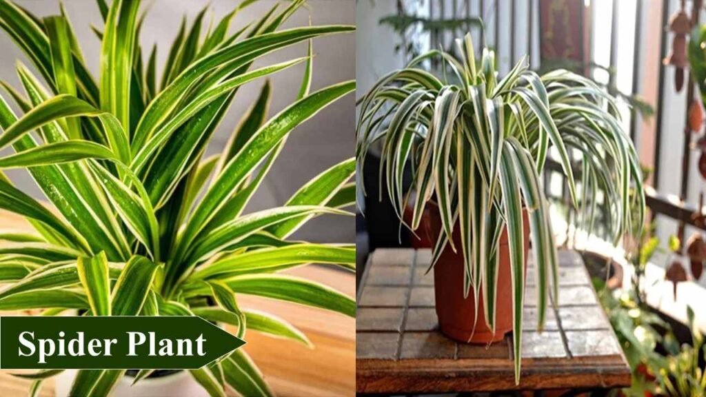 best indoor plants for winter - Spider plant