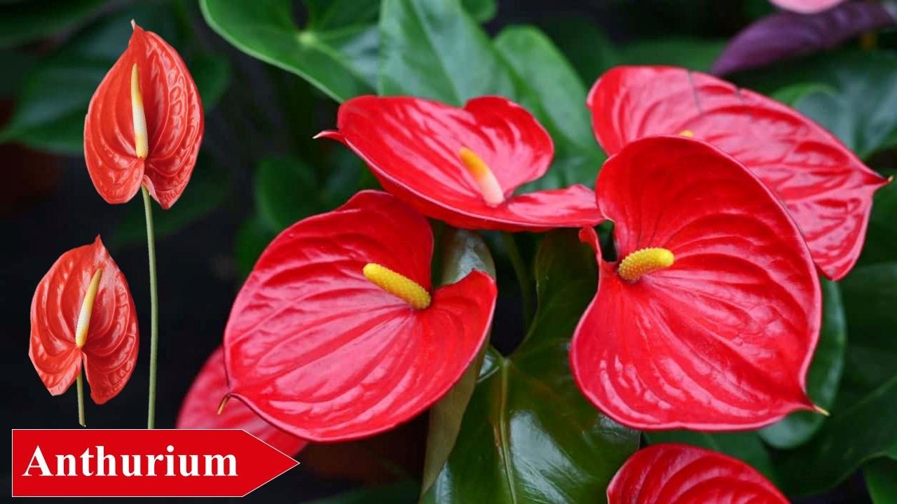 15 Indoor Plants for Winter and How to Care for Them