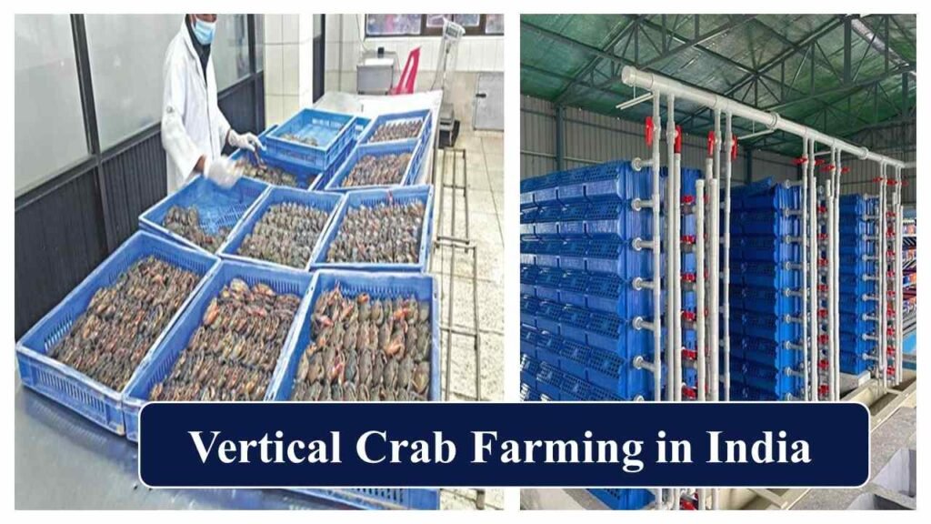 vertical crab farming in India