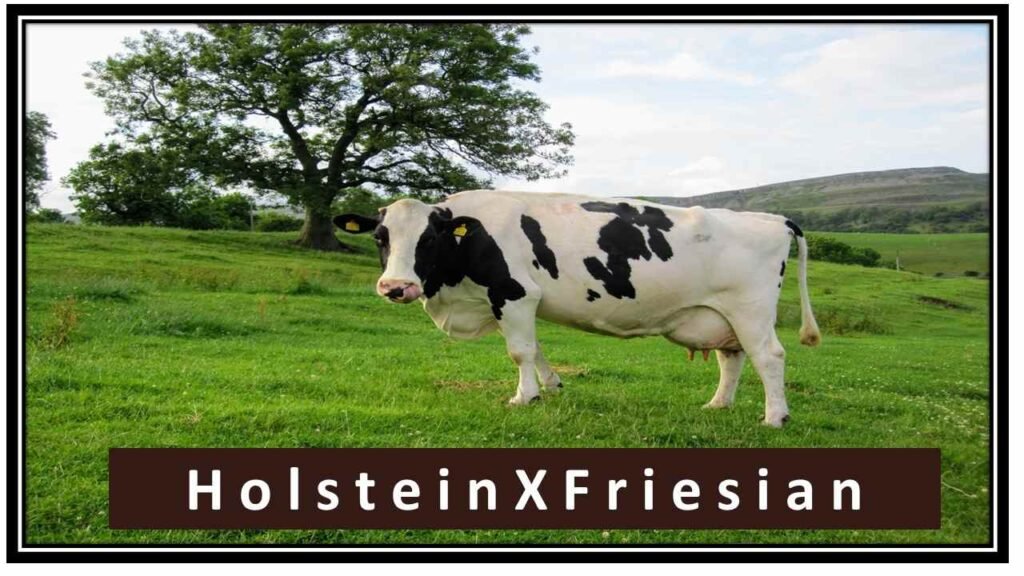 Holstein x Friesian