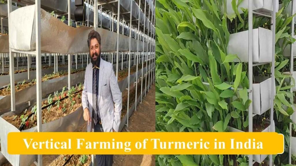 vertical farming of turmeric in India