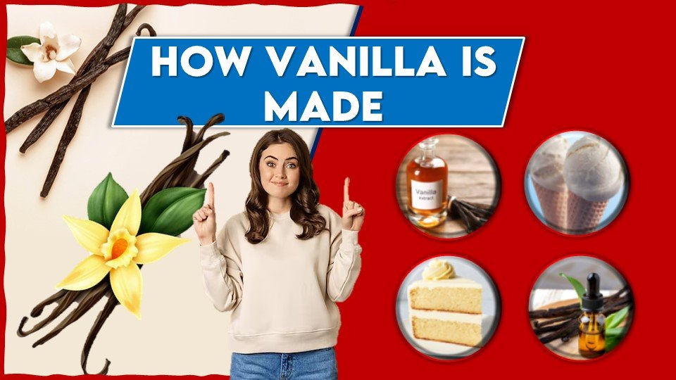 How Vanilla is Made