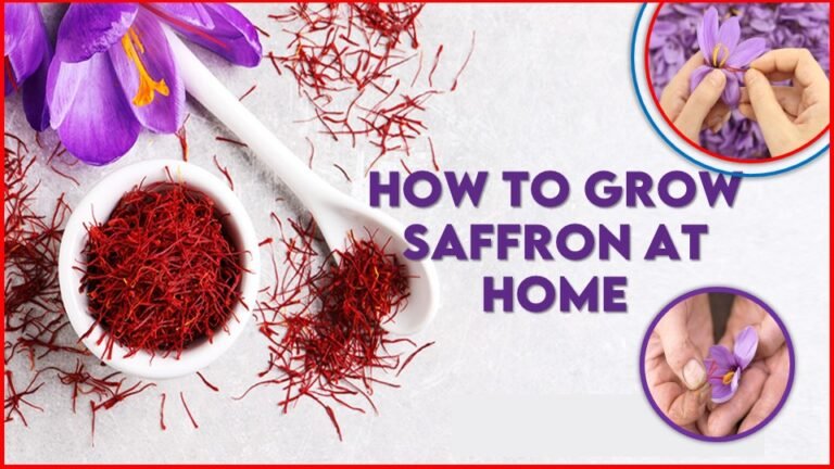 how to grow saffron at home