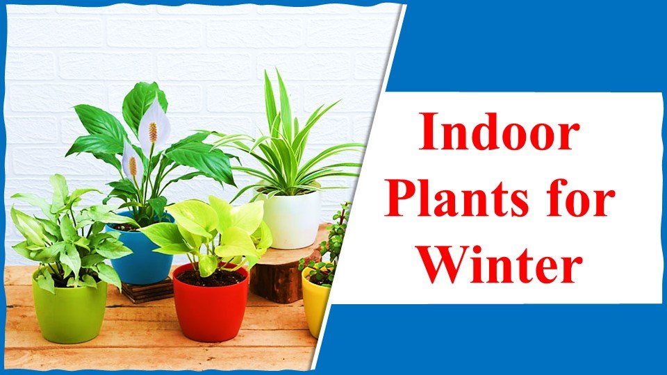 Indoor Plants for Winter