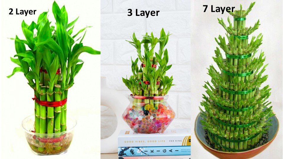 lucky bamboo plant benefits| how to take care of a lucky bamboo plant