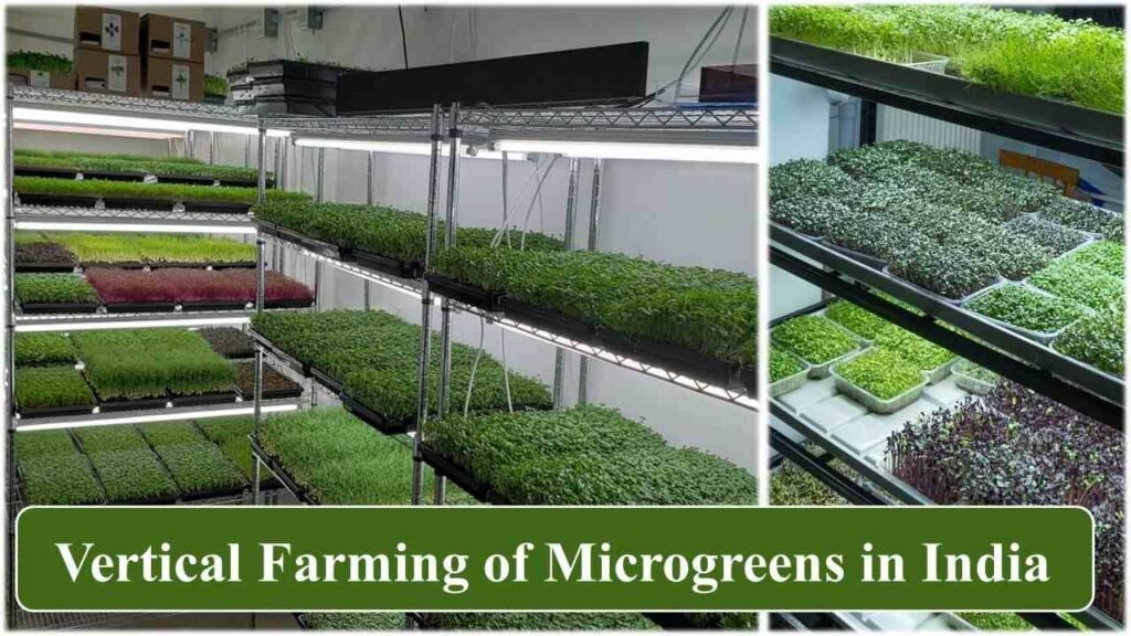 vertical farming of microgreens in India