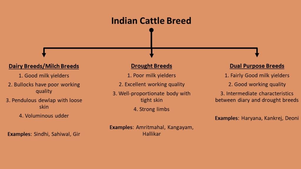 classification of Indian cattle breeds