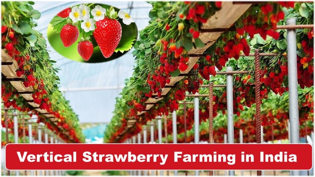 vertical strawberry farming in India