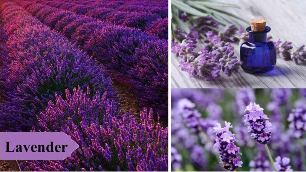 6. Lavender | low investment high profit crops