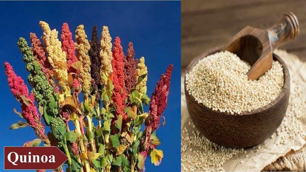 12. Quinoa | low investment high profit crops