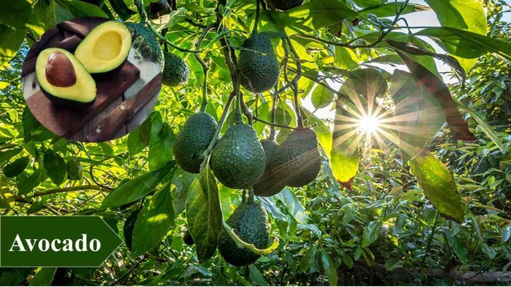 7. Avocado | low investment high profit crops