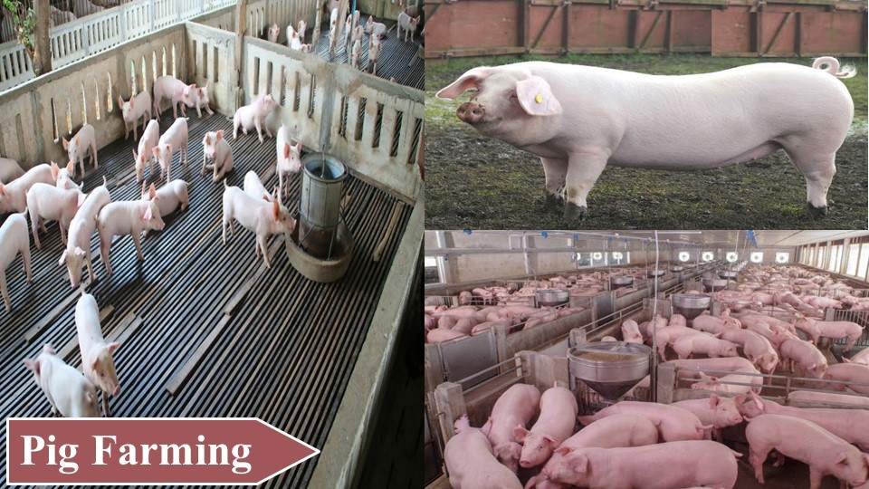 Pig Farming | Money Making Agriculture Business Ideas