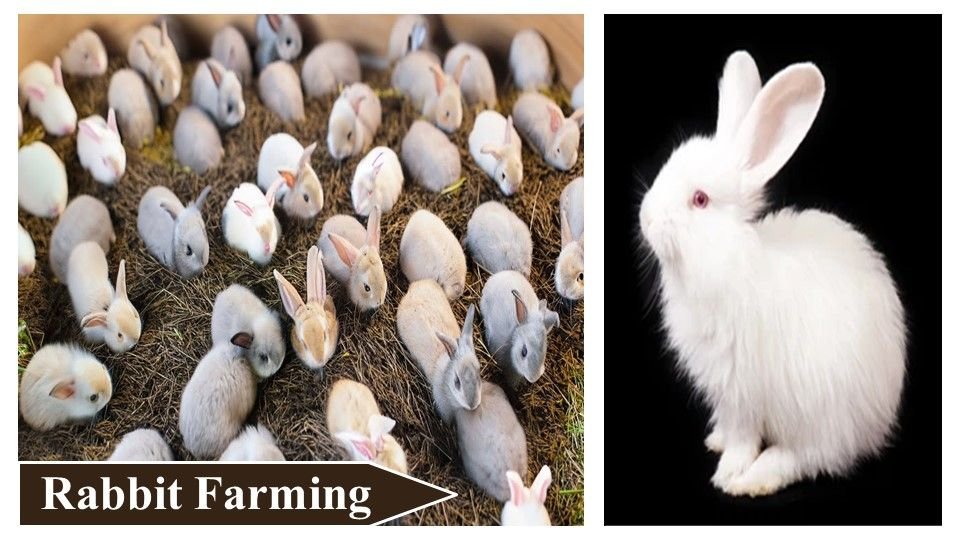 Rabbit Farming | Money Making Agriculture Business Ideas