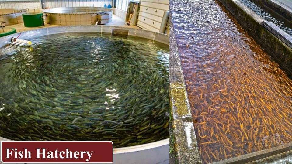 Fish Hatchery | Farming Business Ideas