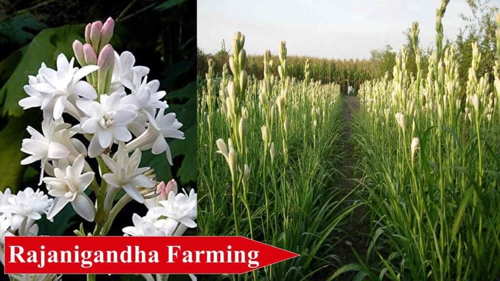 Rajanigandha Farming | Small Farm Business Ideas