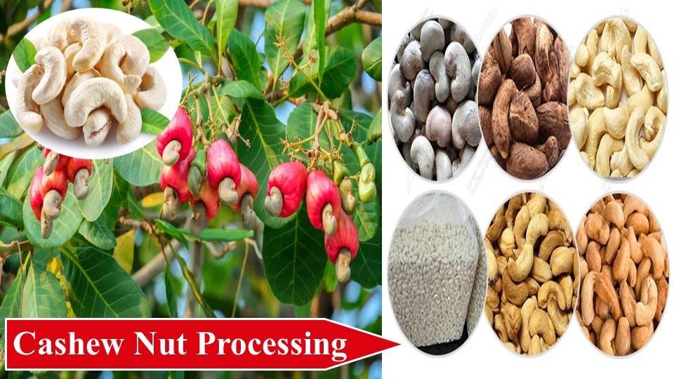 Cashew Nut Processing | Money Making Agriculture Business Ideas 
