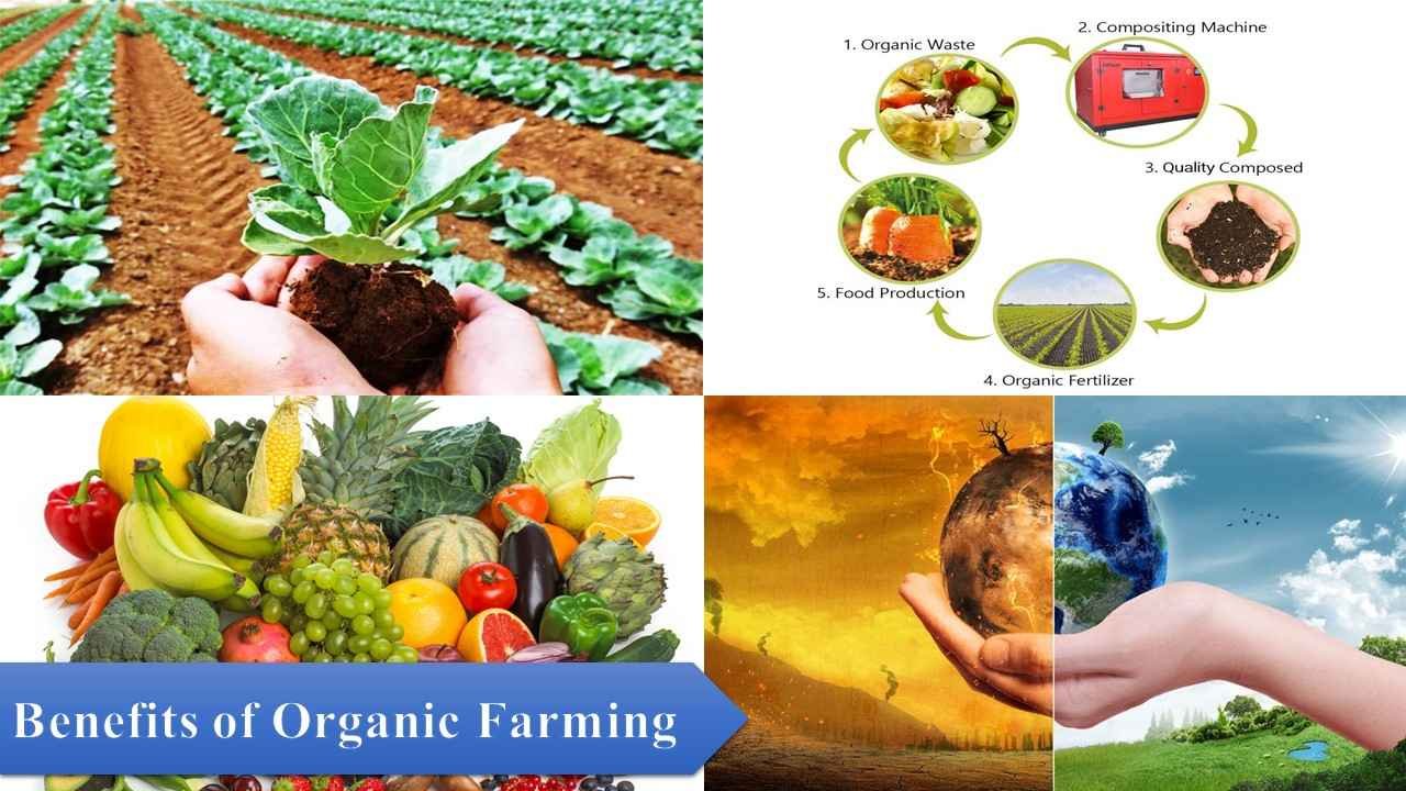 Is Organic Farming Profitable? Harvesting Profits