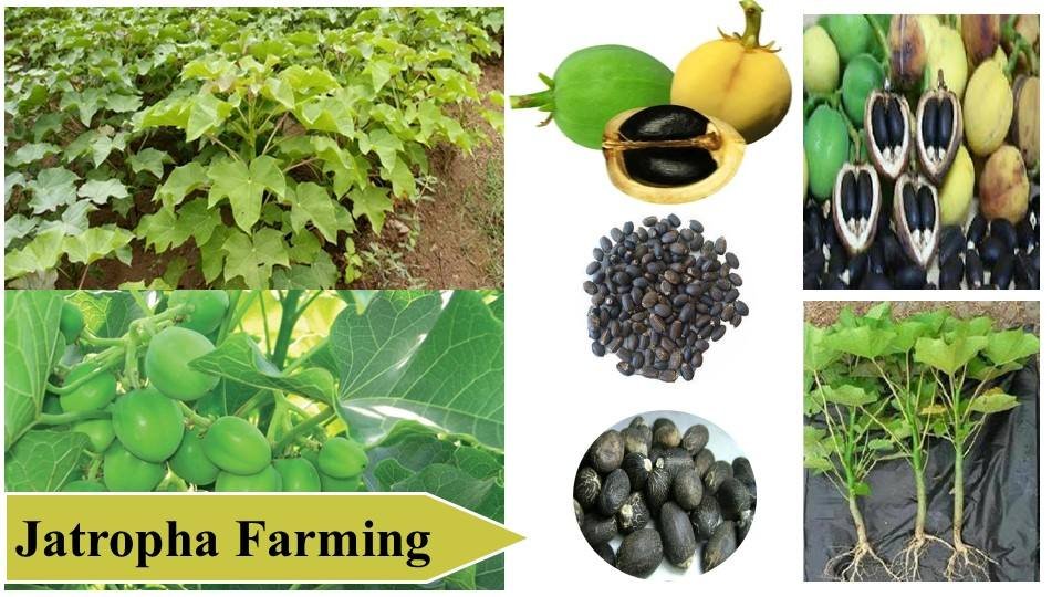 Jatropha Farming | Money Making Agriculture Business Ideas