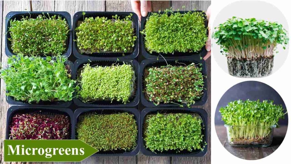 1. Microgreens | low investment high profit crops