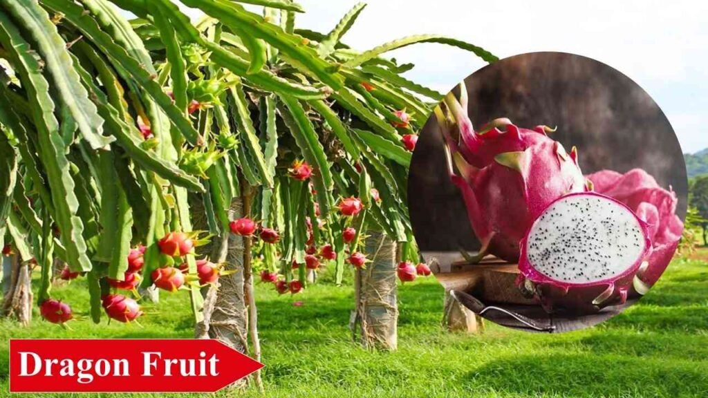 15. Dragon Fruit | low investment high profit crops