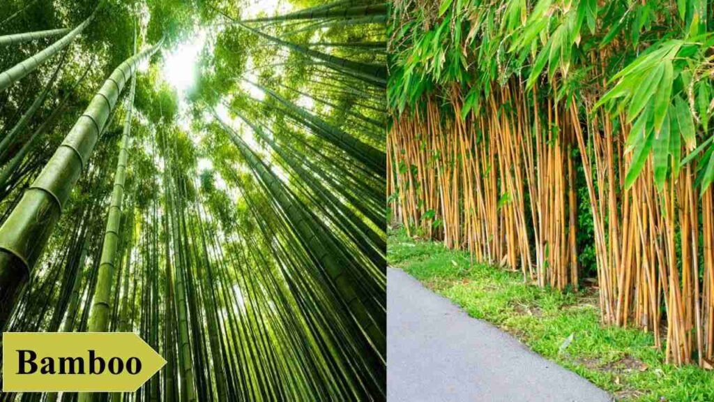 3. Bamboo | low investment high profit crops