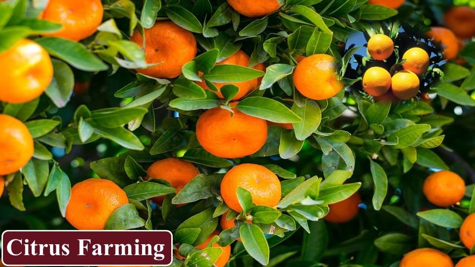 Citrus Farming | Farming Business Ideas