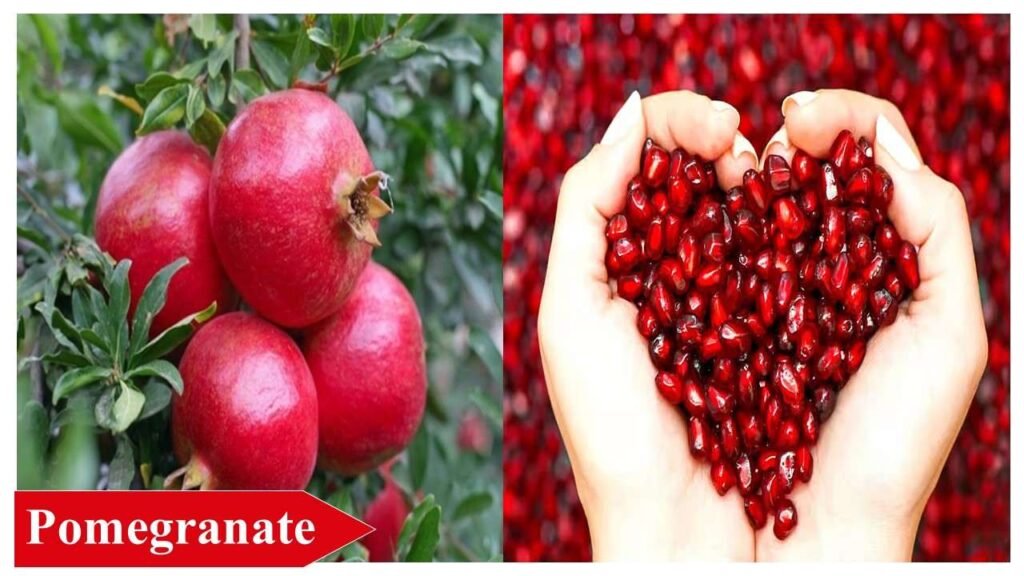 20. Pomegranate | low investment high profit crops