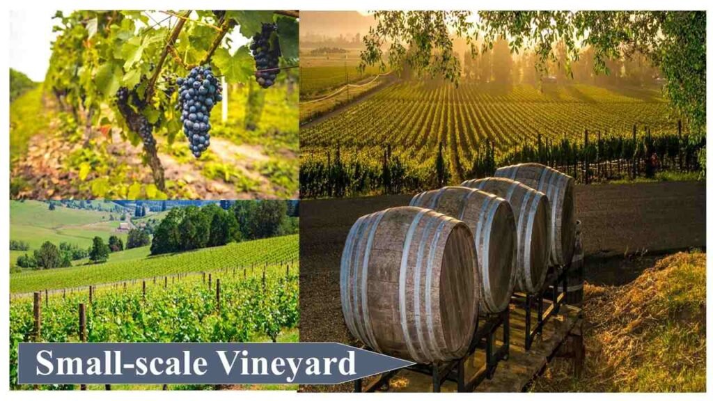 Small-scale Vineyard | Small Farm Business Ideas