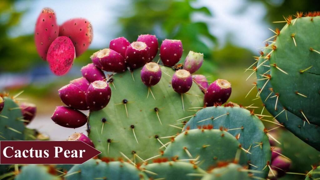 5. Cactus Pear | low investment high profit crops