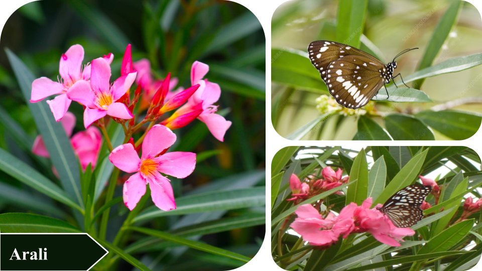 Arali | Plants that attract butterflies