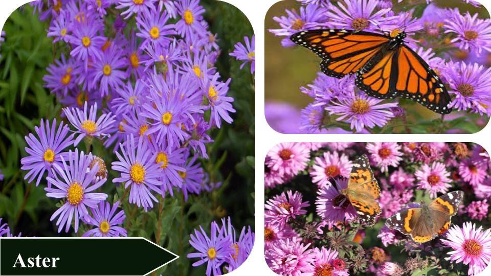 Aster | Plants that attract butterflies