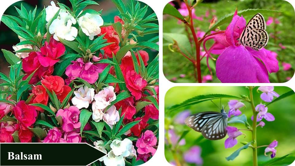 Balsam | Plants that attract butterflies