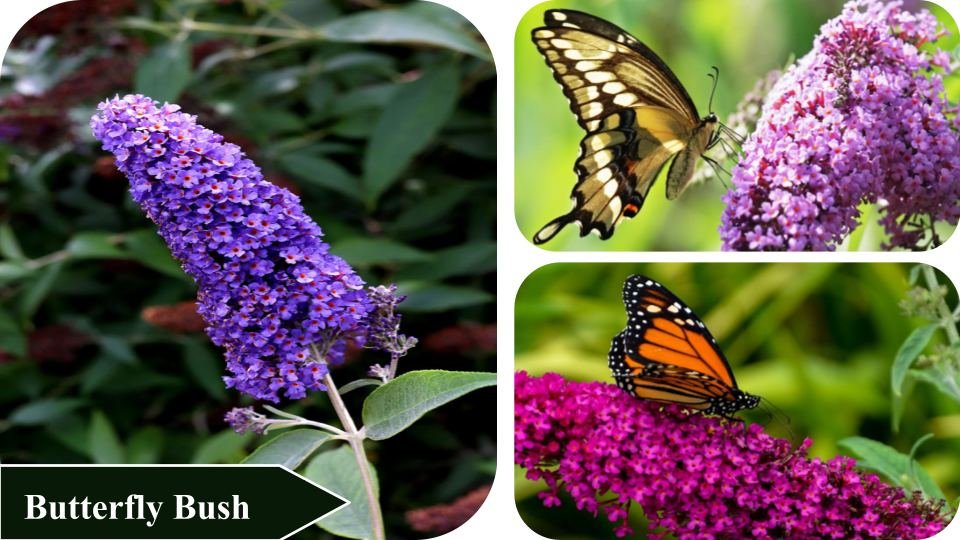Butterfly Bush | Plants that attract butterflies