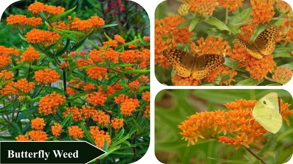 Butterfly Weed | Plants that attract butterflies