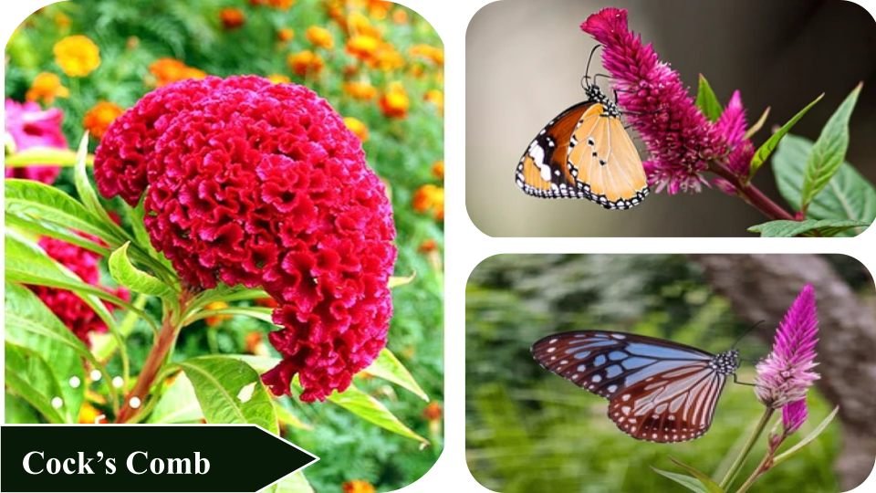 Cocks Comb | Plants that attract butterflies