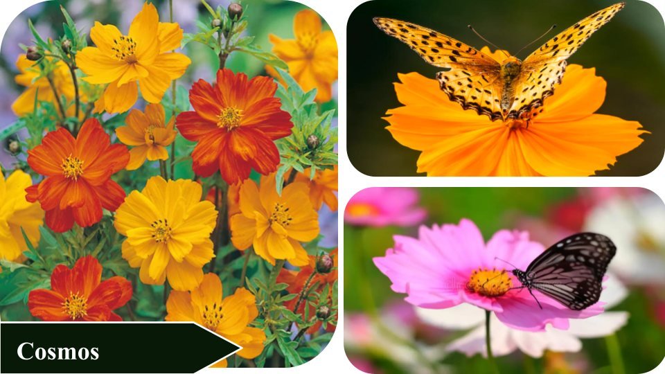 Cosmos | Plants that attract butterflies