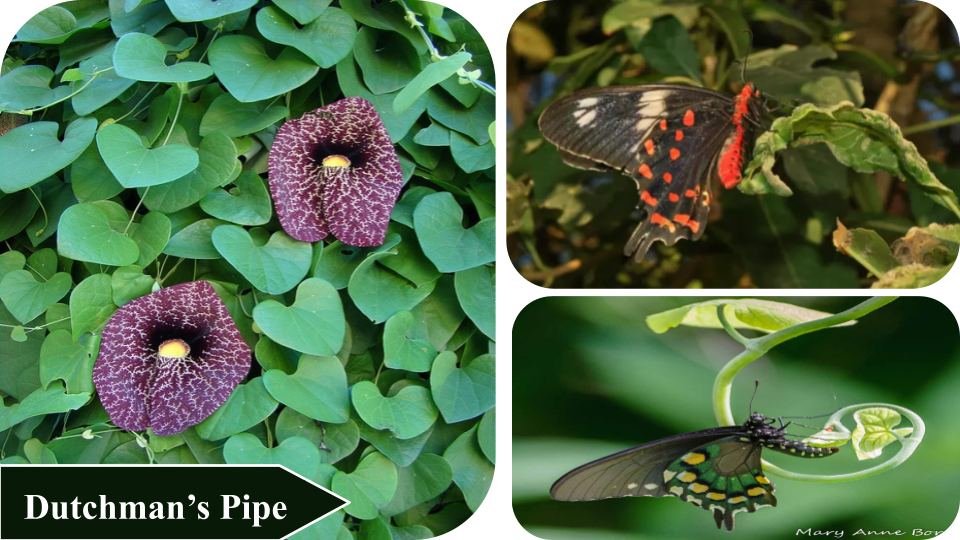 Dutchman's Pipe | Plants that attract butterflies