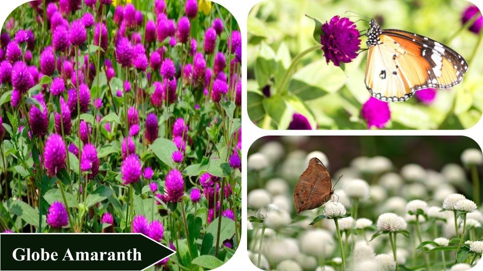 Globe Amaranth | Plants that attract butterflies