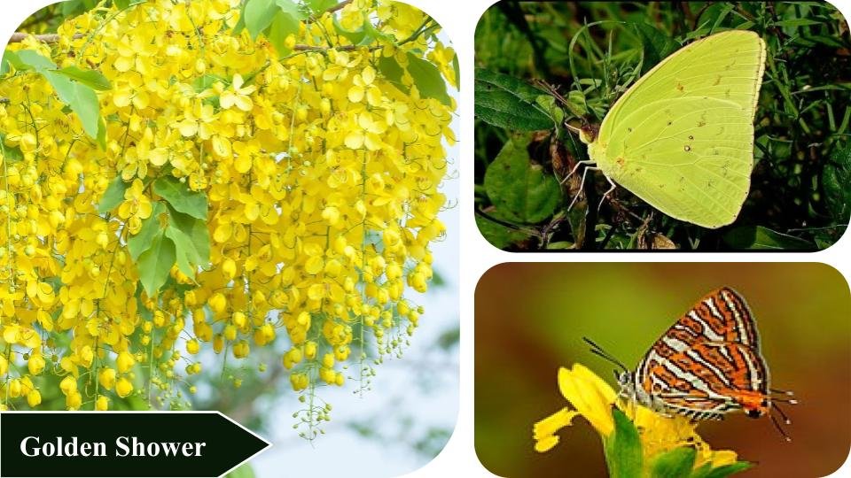 Golden Shower | Plants that attract butterflies