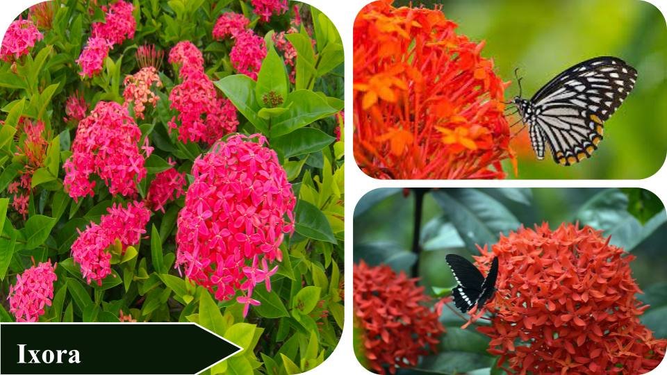 Ixora | Plants that attract butterflies