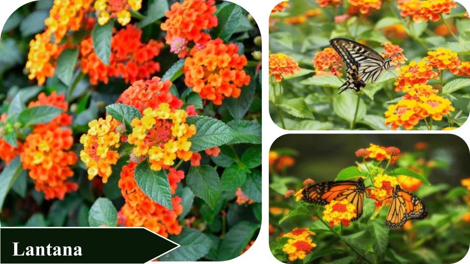 Lantana | Plants that attract butterflies