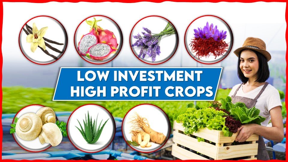 Low Investment High Profit Crops